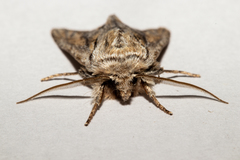 Ichneutica paracausta