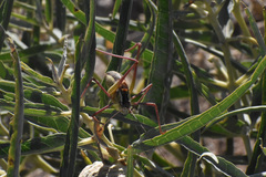 Mactruchus ischnodus