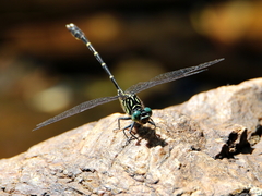 Hemigomphus theischingeri