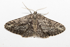 Zermizinga indocilisaria