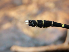 Hemigomphus theischingeri