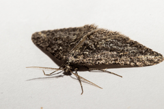 Zermizinga indocilisaria