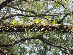 Lygodium microphyllum