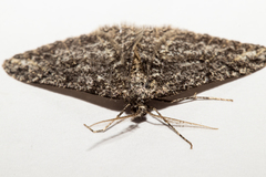 Zermizinga indocilisaria