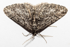 Zermizinga indocilisaria