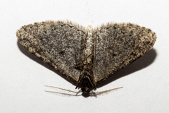 Zermizinga indocilisaria