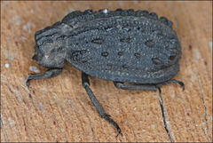 Omorgus australasiae