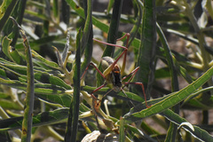 Mactruchus ischnodus