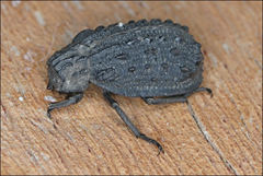 Omorgus australasiae