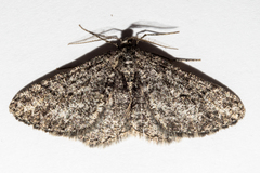 Zermizinga indocilisaria