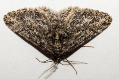 Zermizinga indocilisaria