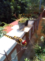 Urothemis signata