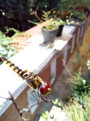 Urothemis signata