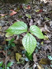 Dioscorea dregeana