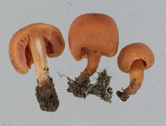 Macrocystidia reducta