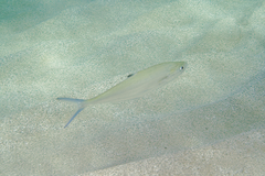 Scomberoides lysan