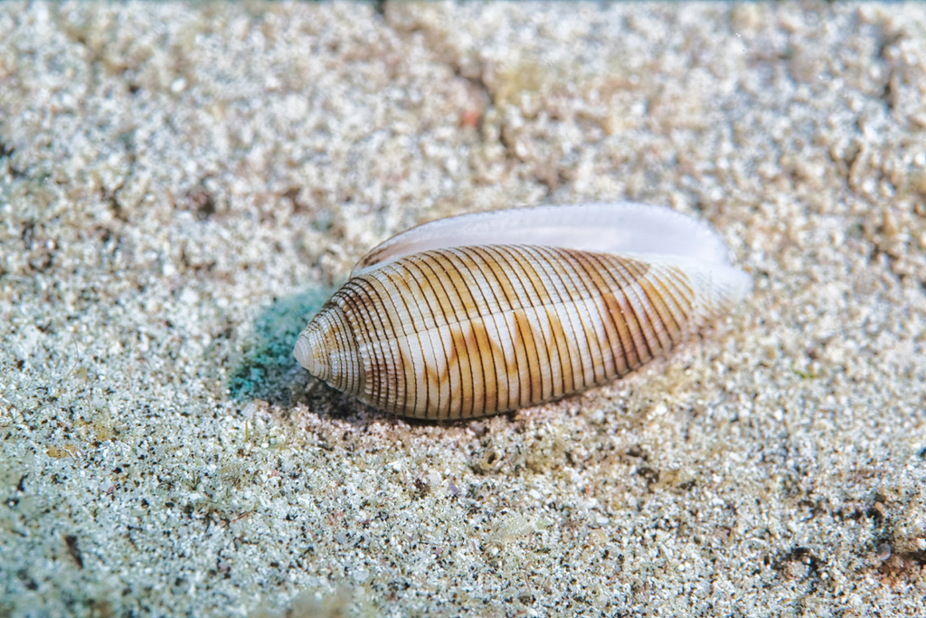Mitre Snails and Allies
