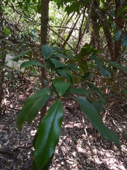 Cassipourea malosana