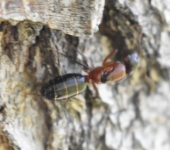 Camponotus