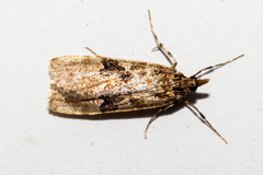Scoparia ustimacula
