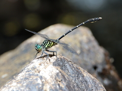 Hemigomphus theischingeri
