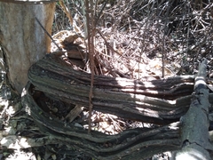 Grewia caffra