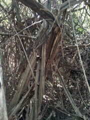 Grewia caffra