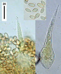 Macrocystidia reducta