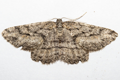 Zermizinga indocilisaria