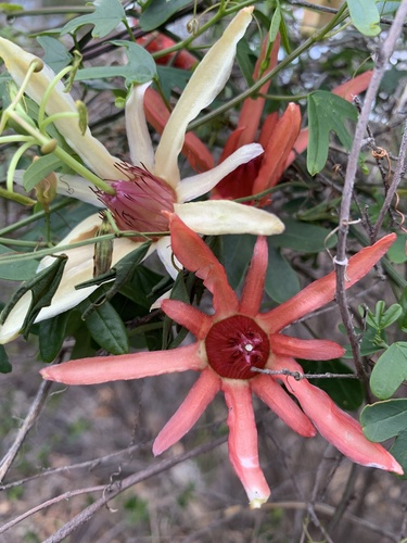 Passiflora aurantia G.Forst.