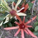 Passiflora aurantia - Photo (c) laurenhues, algunos derechos reservados (CC BY-NC), uploaded by laurenhues