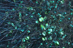 Dodonaea filifolia