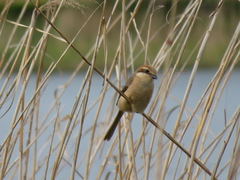 Lanius bucephalus