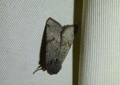 Agrochola meridionalis