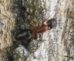 Camponotus