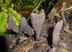Xylaria castorea