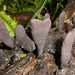 Xylaria castorea - Photo (c) Jerry Cooper, some rights reserved (CC BY), uploaded by Jerry Cooper
