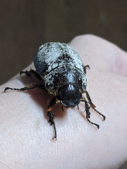 Dermolepida albohirtum