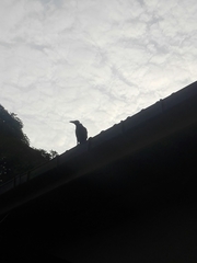 Corvus splendens protegatus