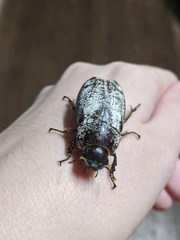 Dermolepida albohirtum