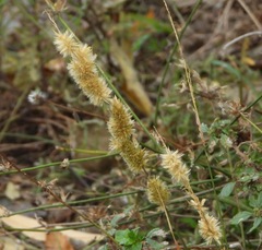 Melica transsilvanica