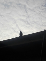 Corvus splendens protegatus