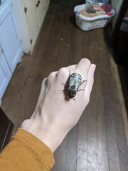 Dermolepida albohirtum