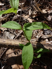 Clematis ochroleuca