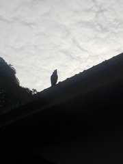 Corvus splendens protegatus