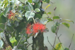 Metrosideros collina