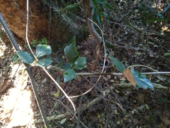 Rhoicissus rhomboidea