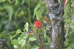 Metrosideros collina