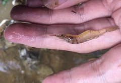 Macrobrachium lanchesteri