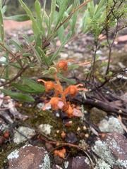 Grevillea floribunda
